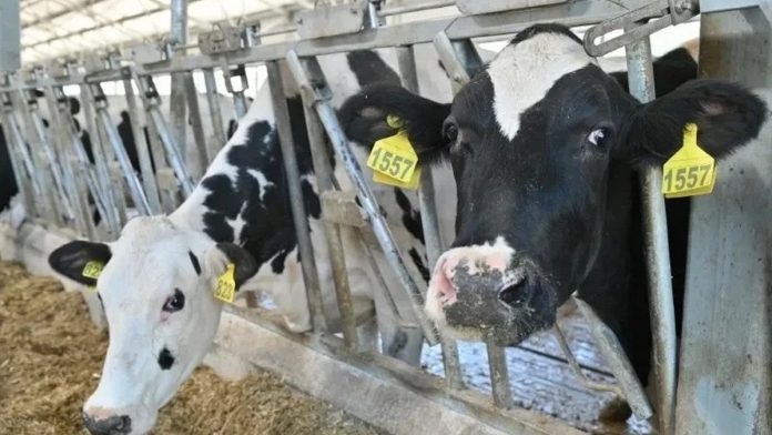 korovy-pravitelstvo-01.12.2025