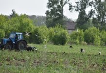 В Михайловском округе удалось сфотографировать около десятка аистов